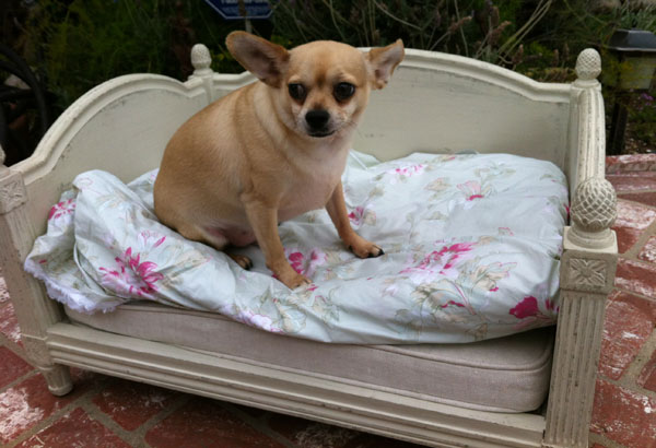newdogbed.jpg