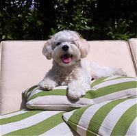 Emmett enjoying his Dash&Albert outdoor pillows from Vintageweave! He has turned them into Mine, Min