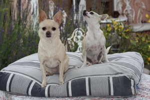 Biscuit and Coco on their vintage French Ticking dog bed. Custom sizes available.