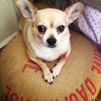 P.D. Pastis on his vintage French grain bag ottoman. Custom.