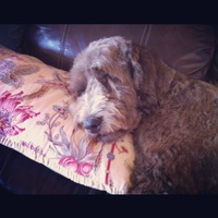 Sidney on her antique French pillow, circa 1920.