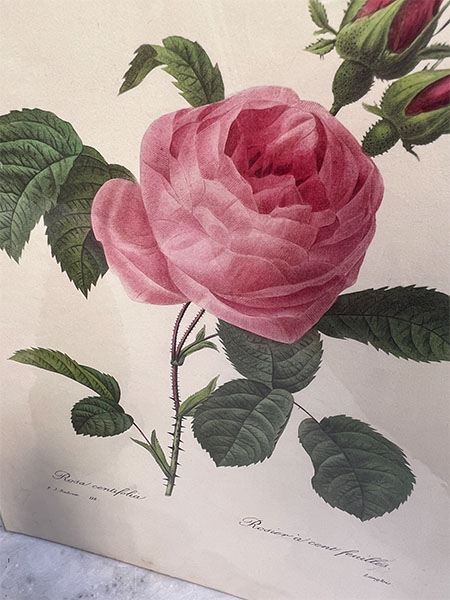 Rose Floral Print #parisflea 1
