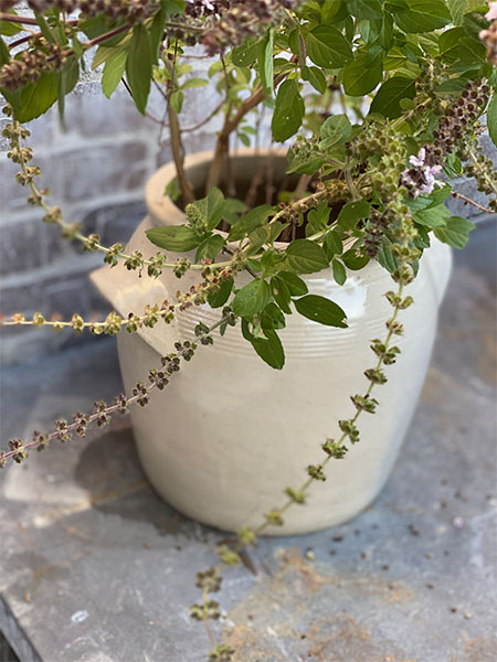 Antique French Confit Olive Pot #12oc 1