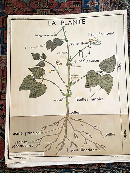 French Schoolhouse Science Poster Map #plants