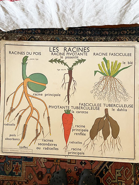 French Schoolhouse Science Poster Map #plants 1